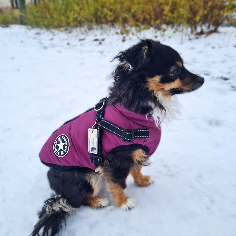 hundeausweis-pfotenperso-adressanhaenger-hund