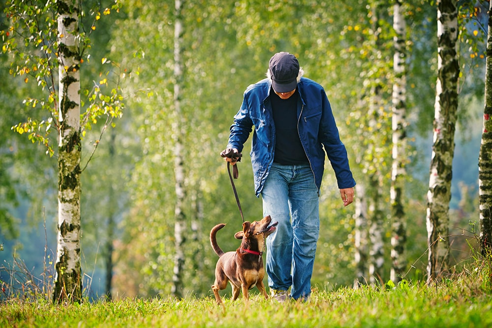 Gassi Gehen Tipps Und Tricks Für Den Perfekten Spaziergang Pfotenperso 5648