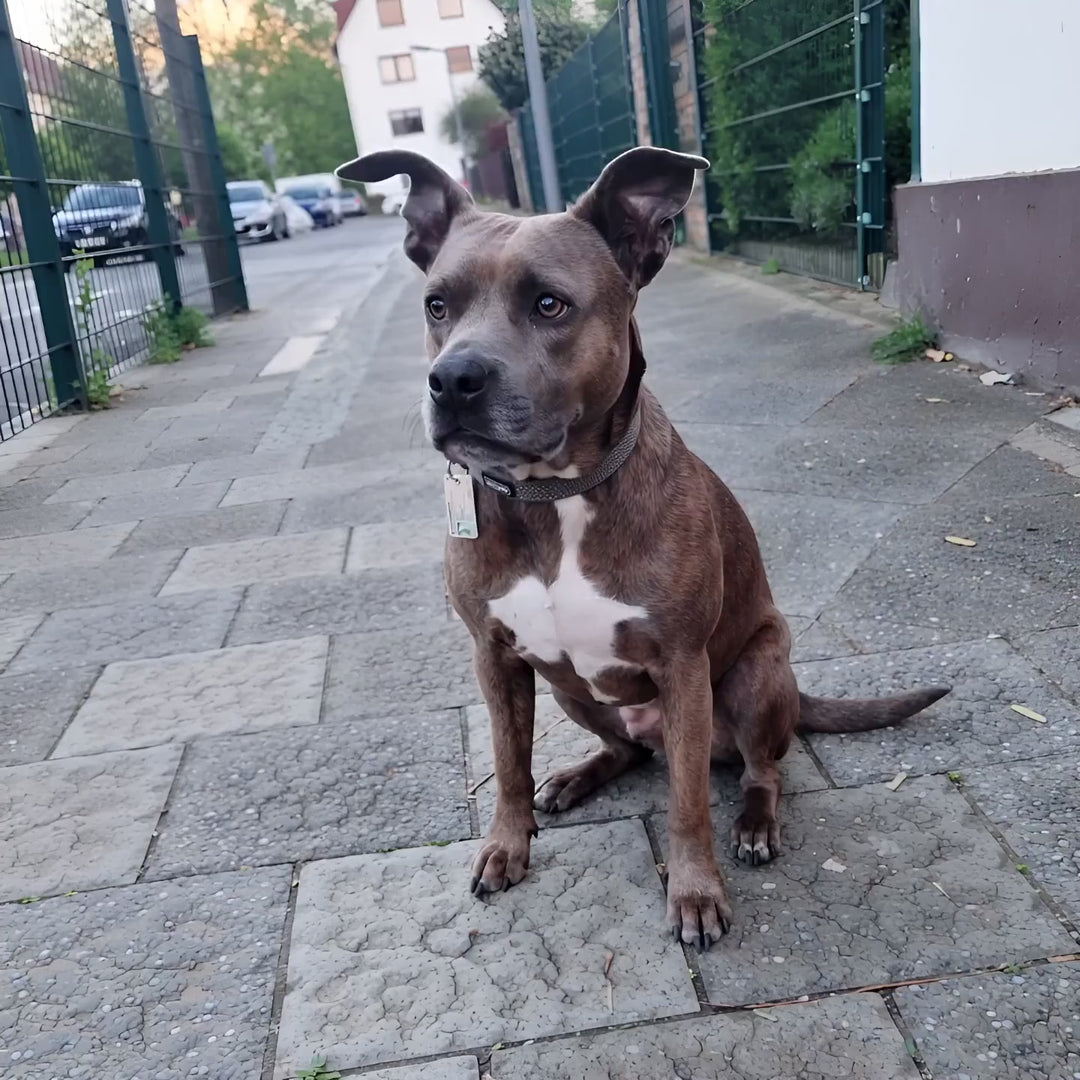 Pfotenperso Hundeausweis