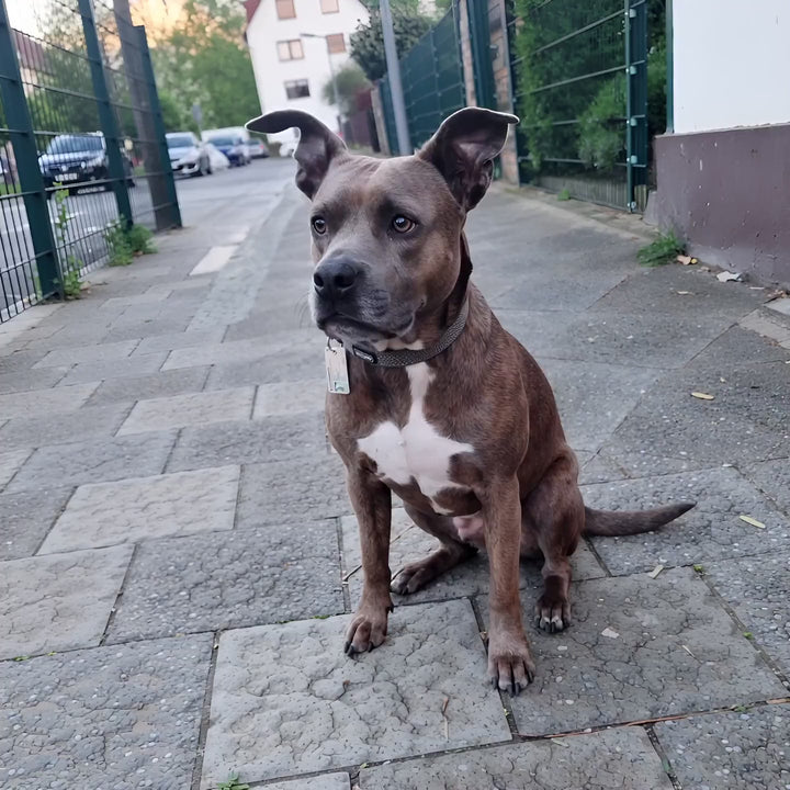 Pfotenperso Hundeausweis